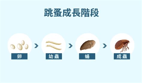 家有跳蚤|房間怎麼除跳蚤怎麼辦？本篇圖解分析跳蚤咬痕，教你。